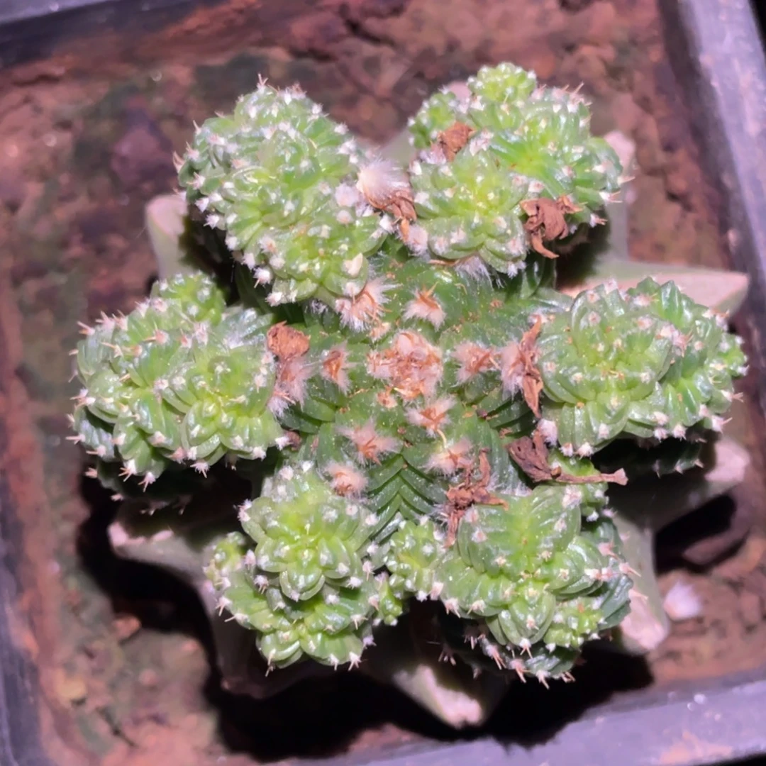 无花朵六棱体 五星花笼群体