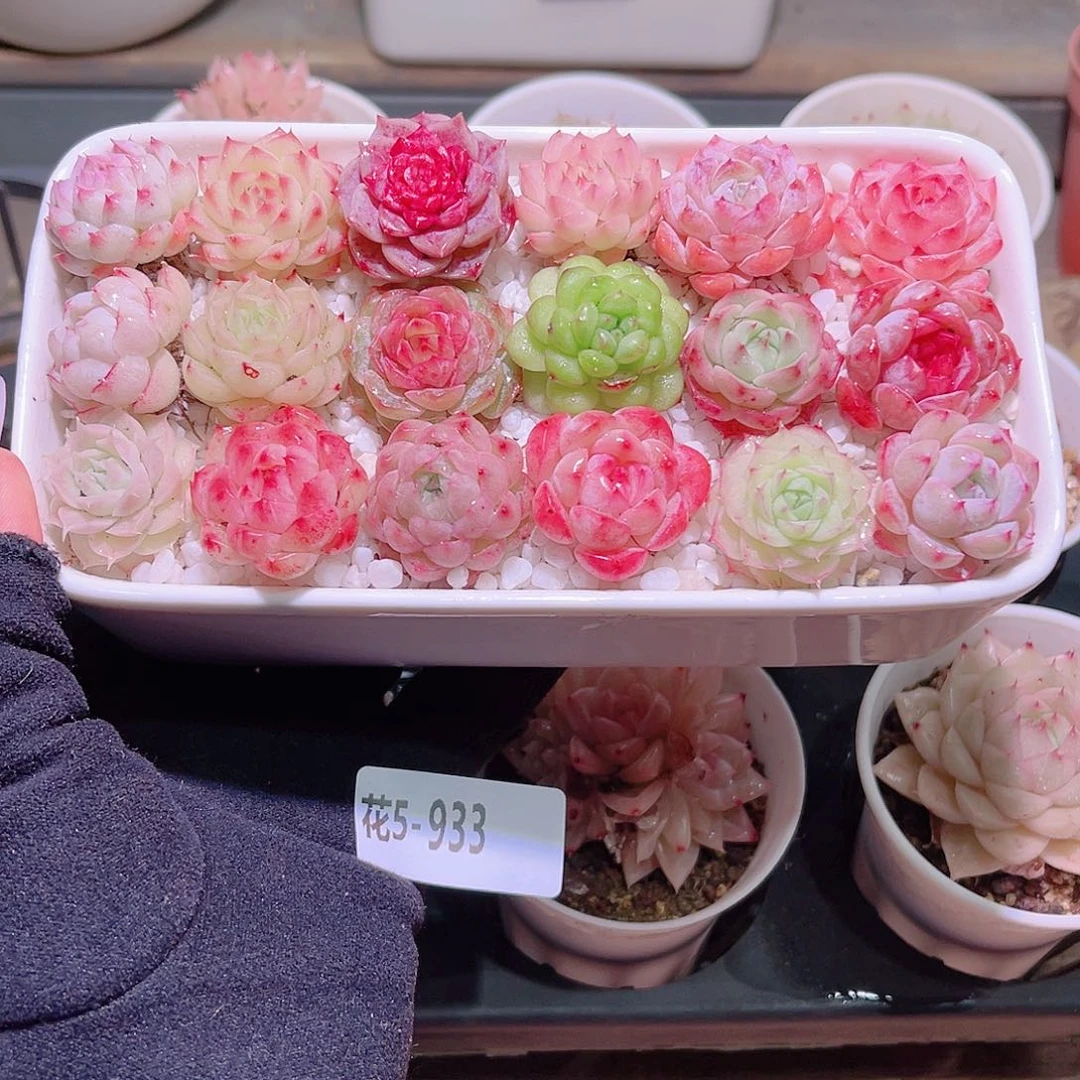 花利美5-933拼盘含盆土铺面镊子分开发