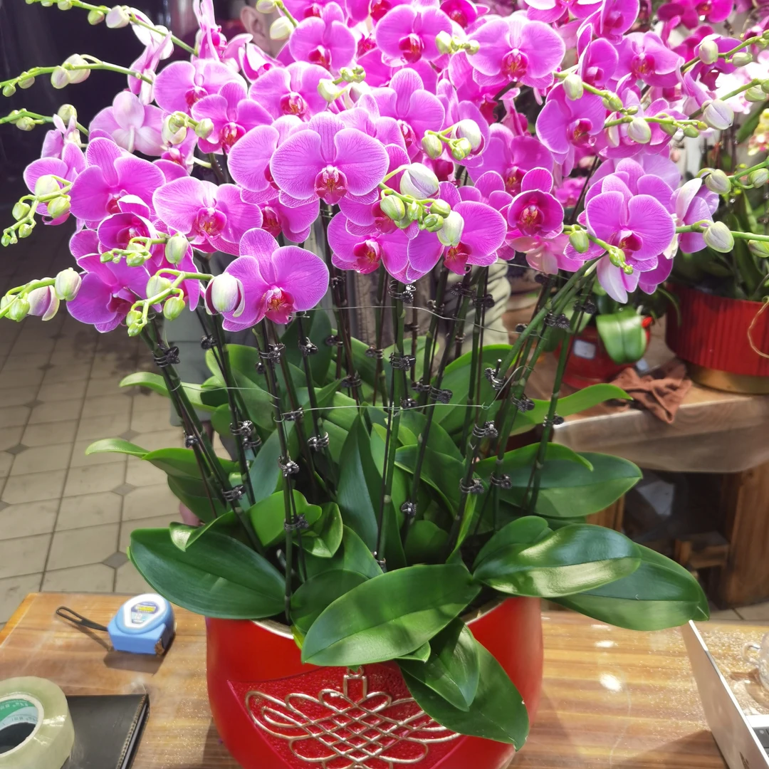 恭喜发财 12 棵 24 支青岛本地蝴蝶兰