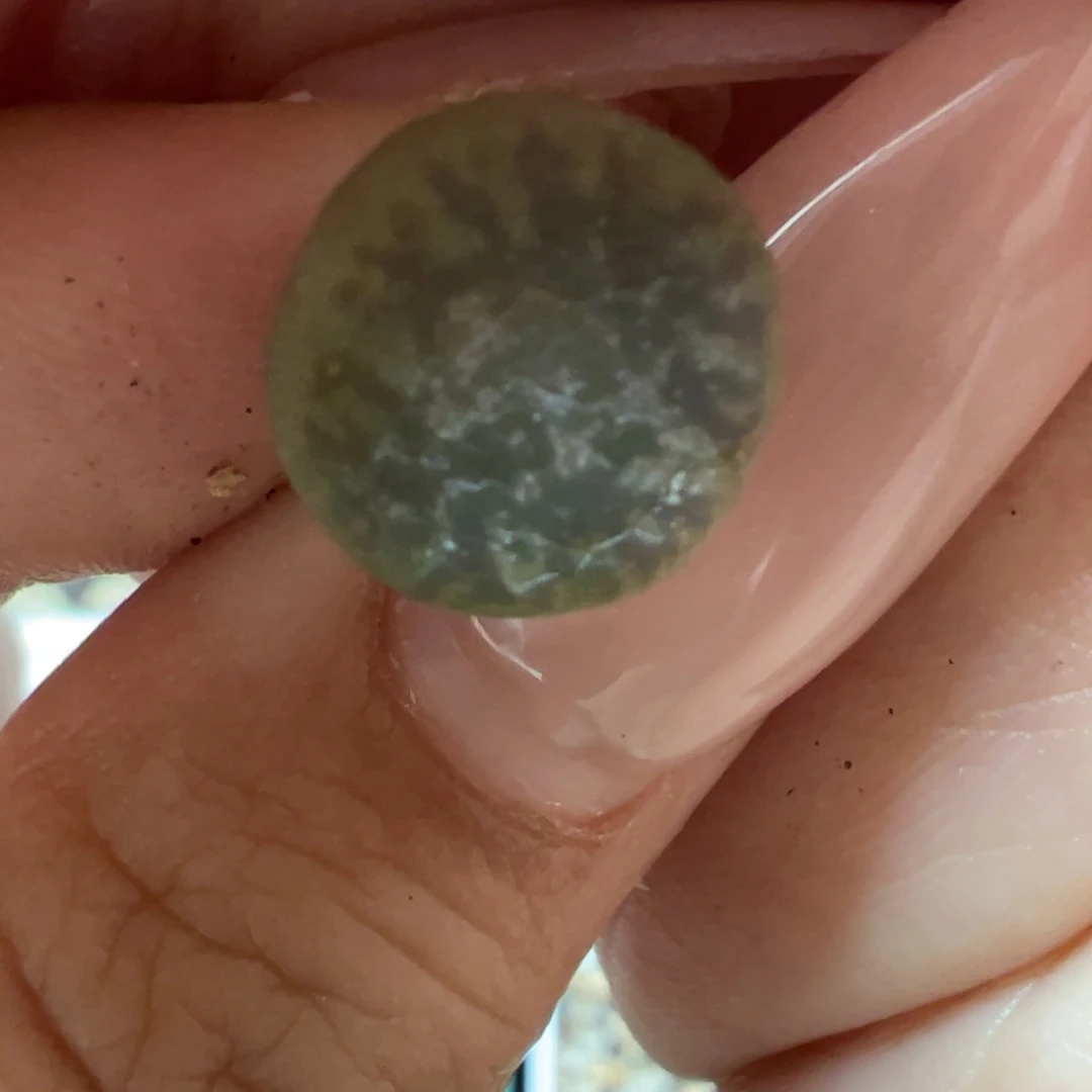 拉墨杂拉奶多肉植物