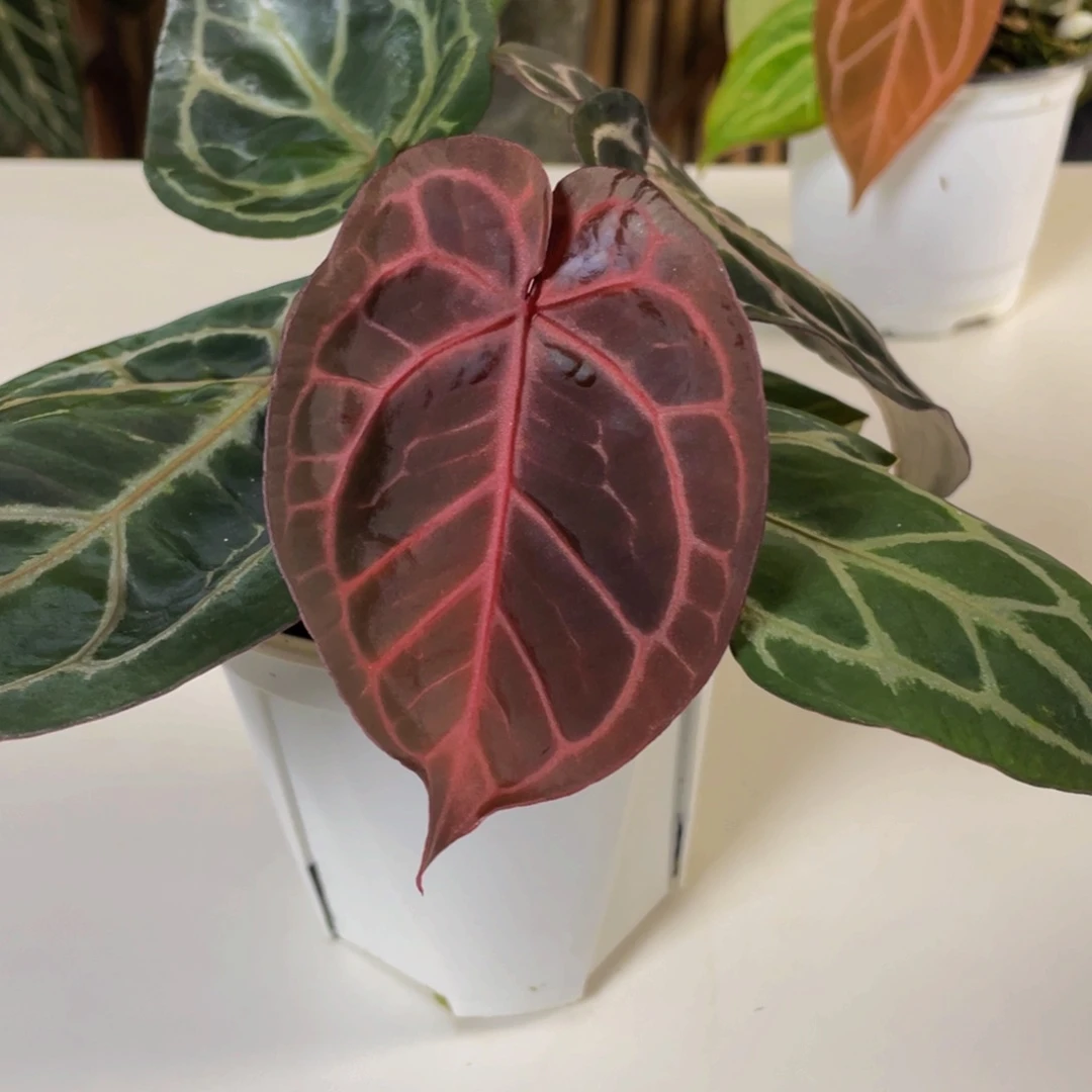 完全开放Wonderboy 杂绝紫