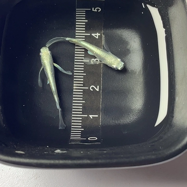 青鳉鱼天使之翼一对