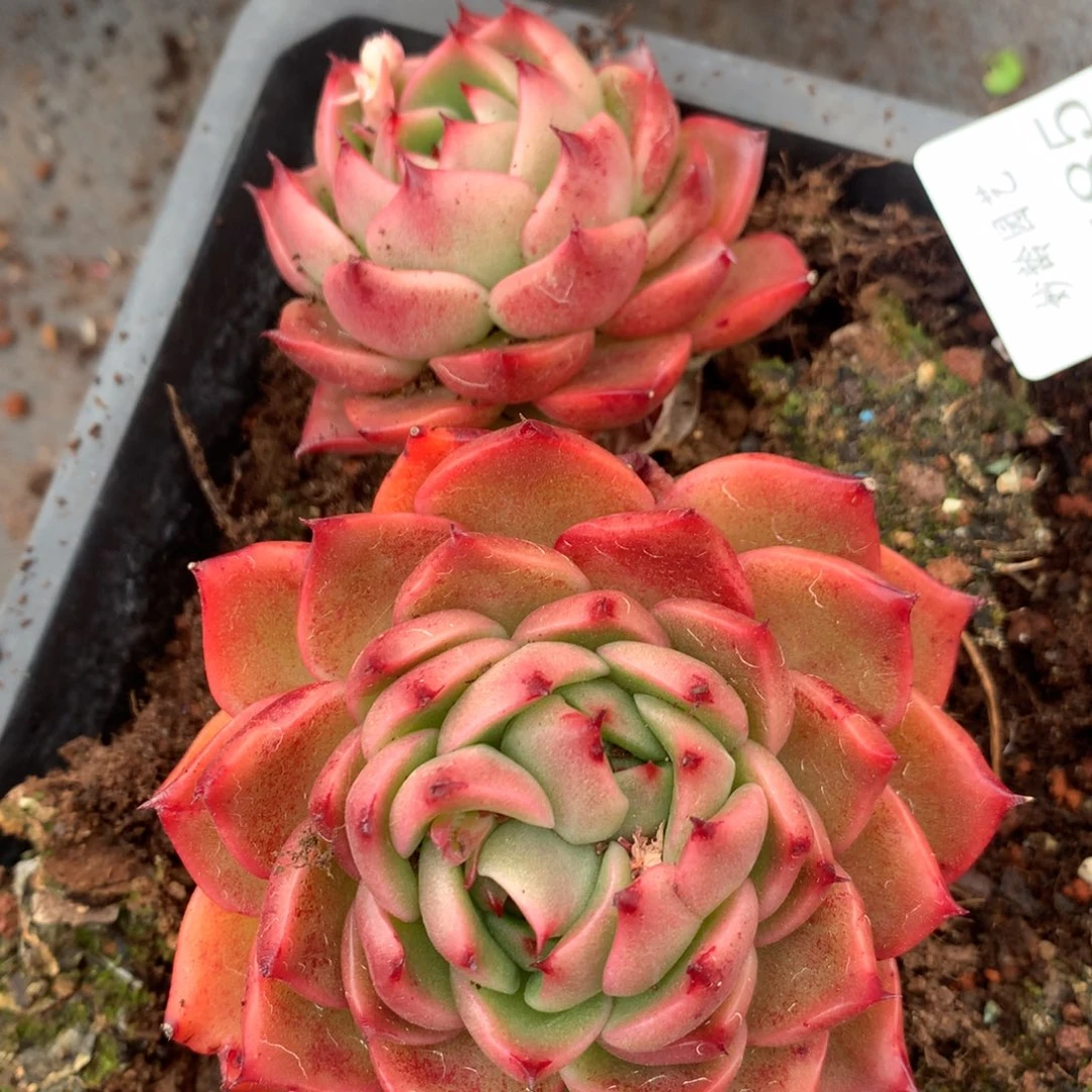 5785杂交多肉植物
