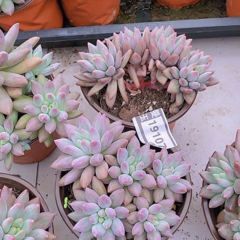 【闪购商品】邓*࿐两颗水晶球19107