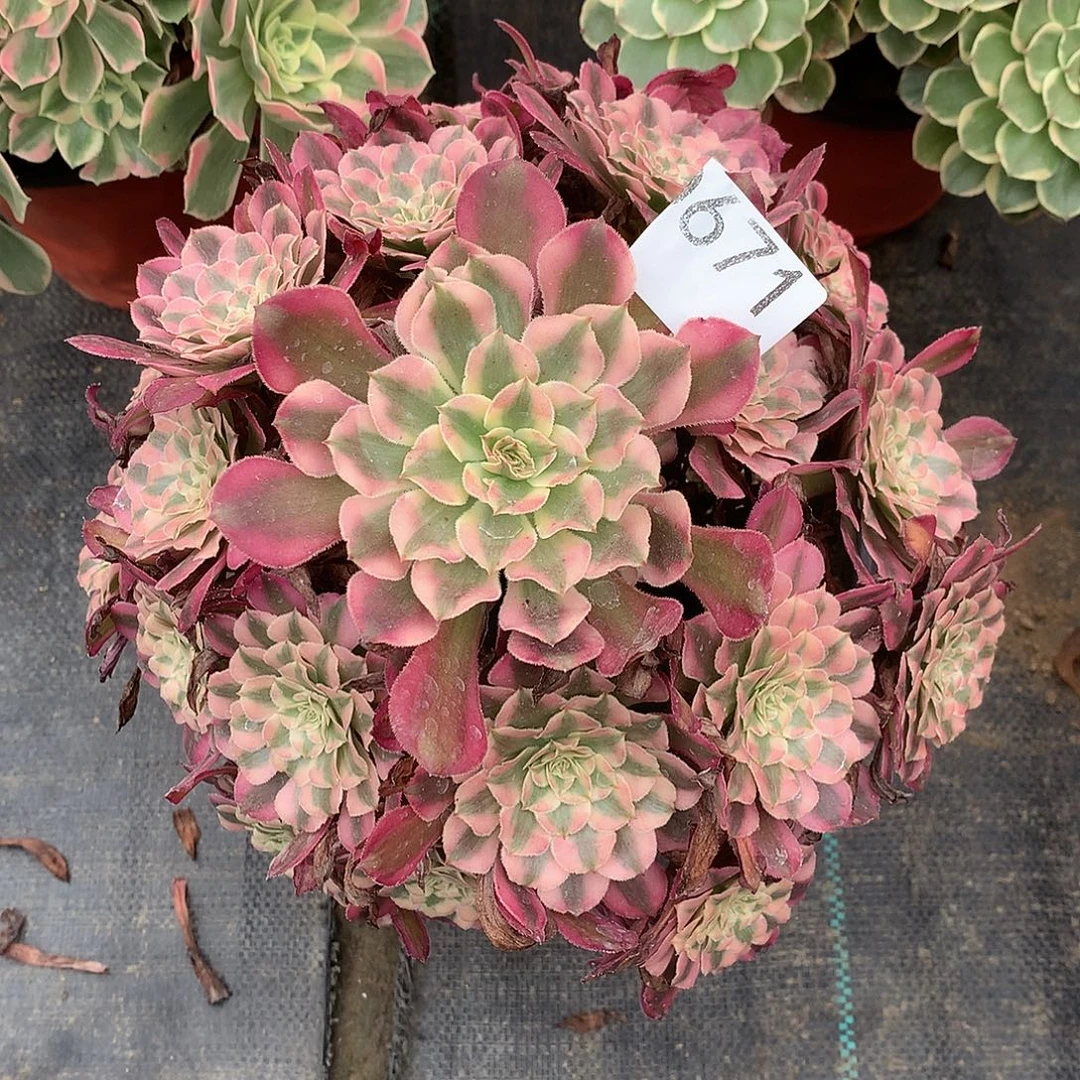 671.红铜白多肉植物