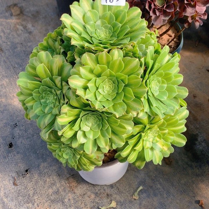 ?****)483翡翠琉璃精品法师多肉