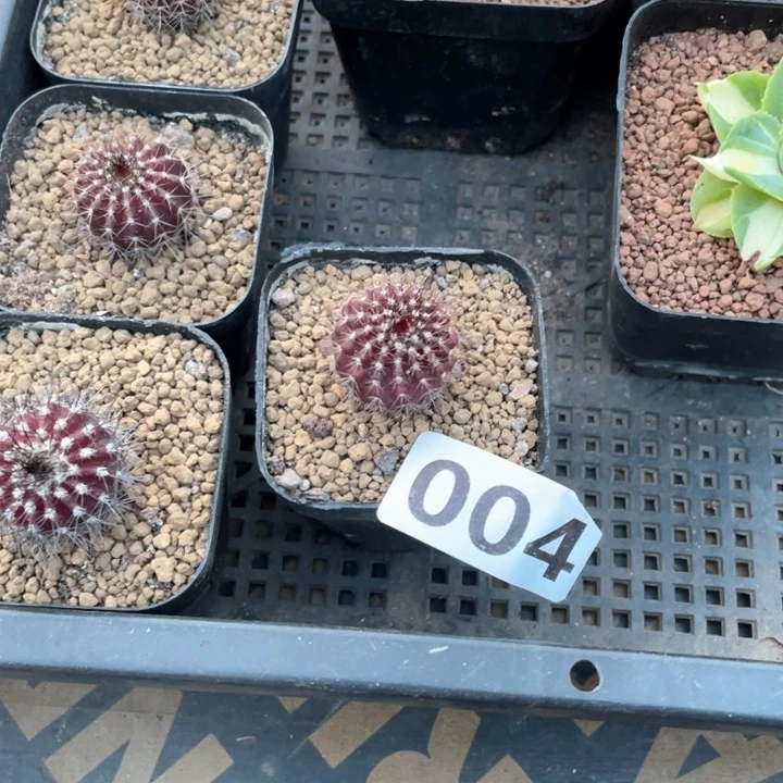 004实生紫皮尤伯球