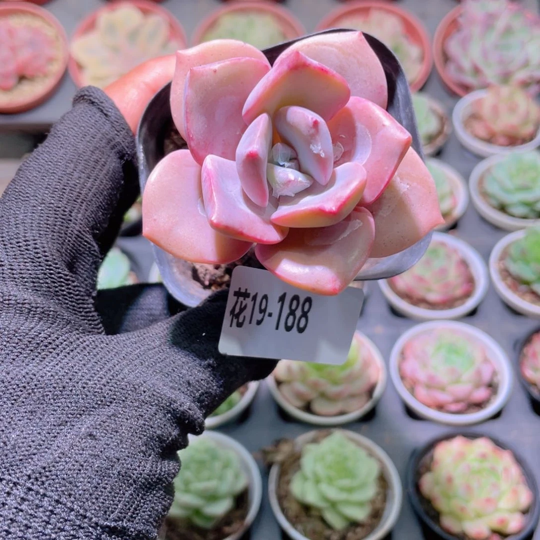 花利美19-188彩虹糖