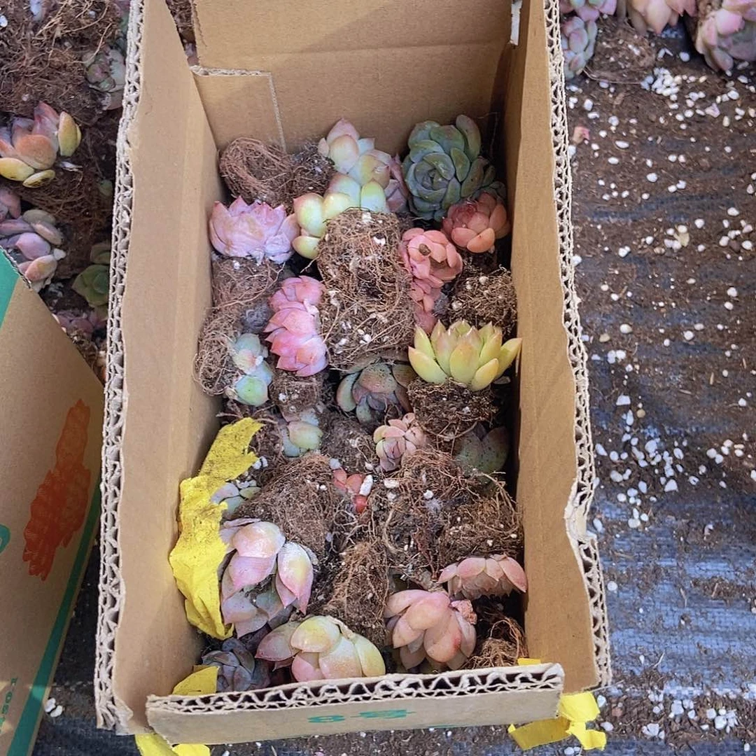 精品小多肉保底40