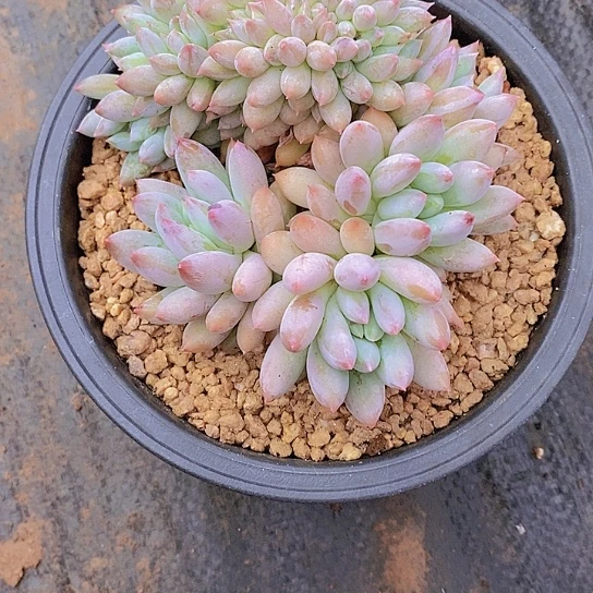 ****生所罗门缀多肉植物