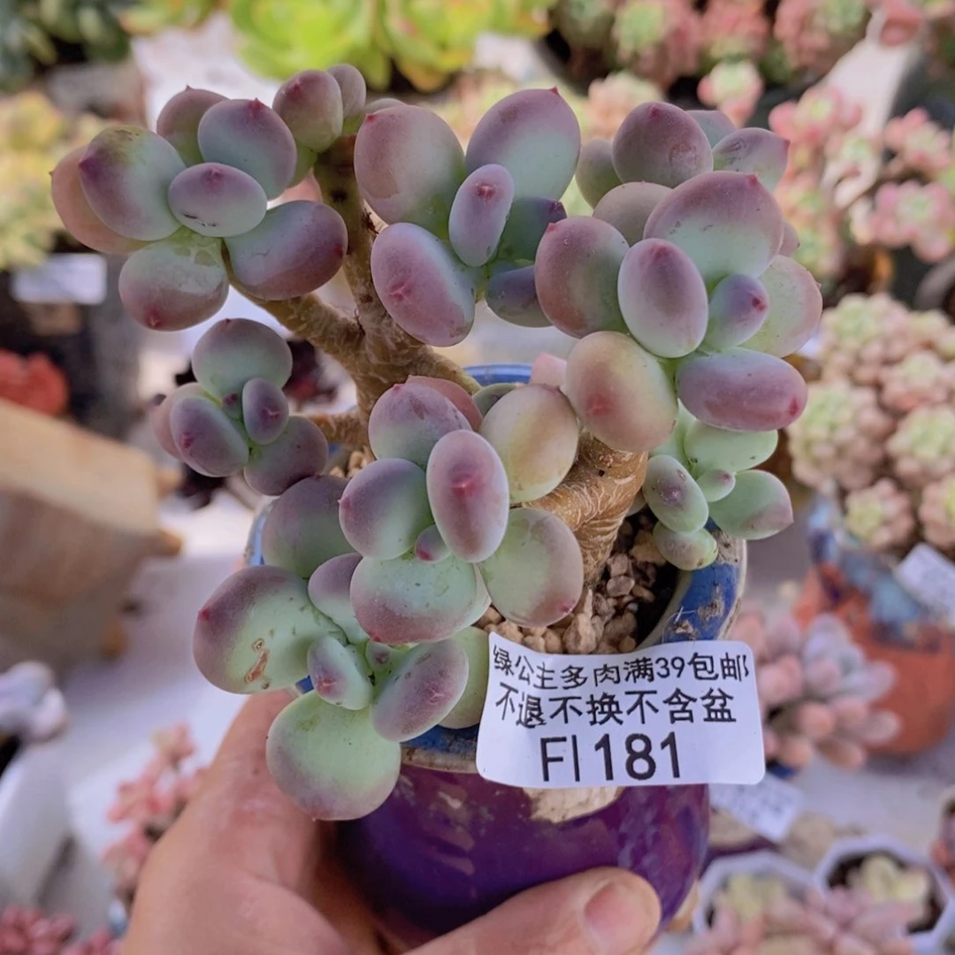 苹果奶8cm181多肉植物