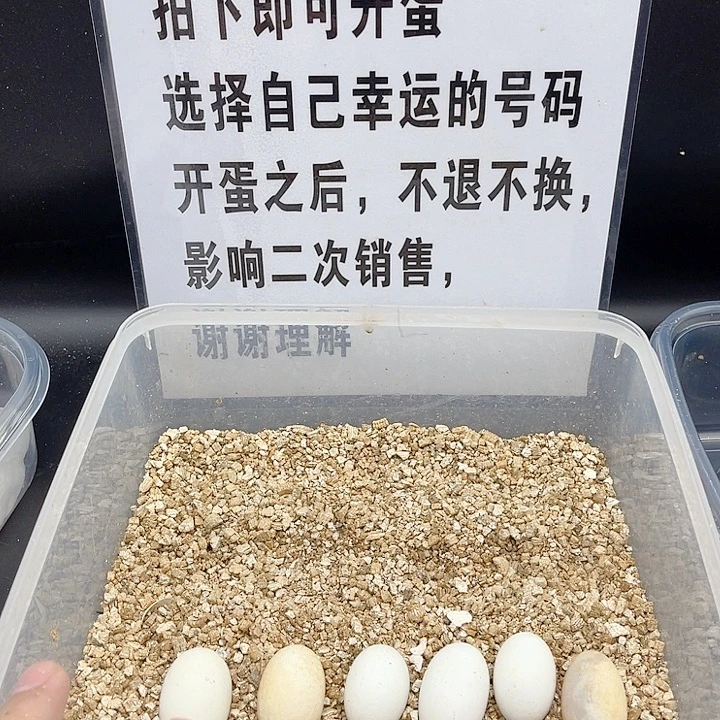 绿毛龟母11111111111