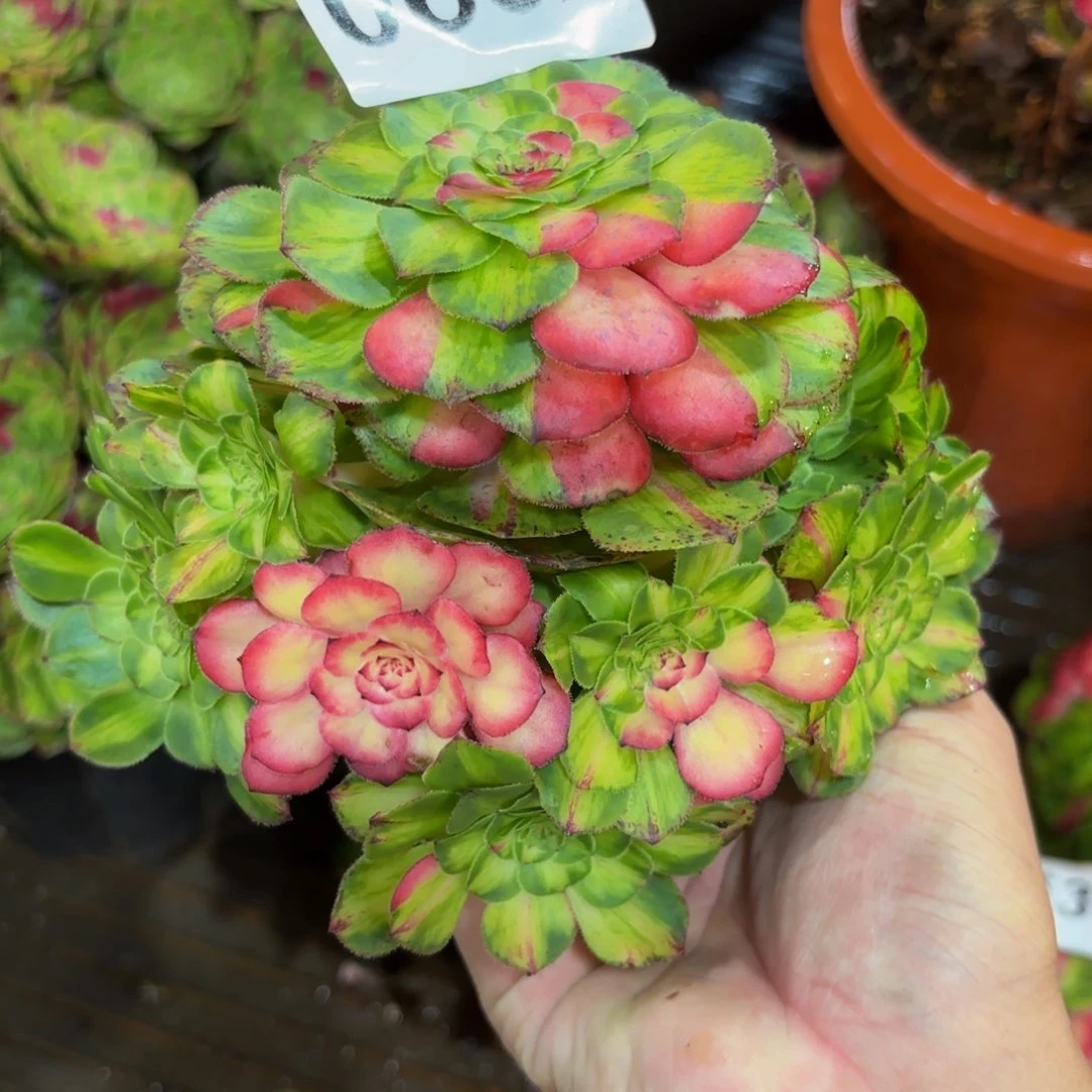 0632多肉植物知否