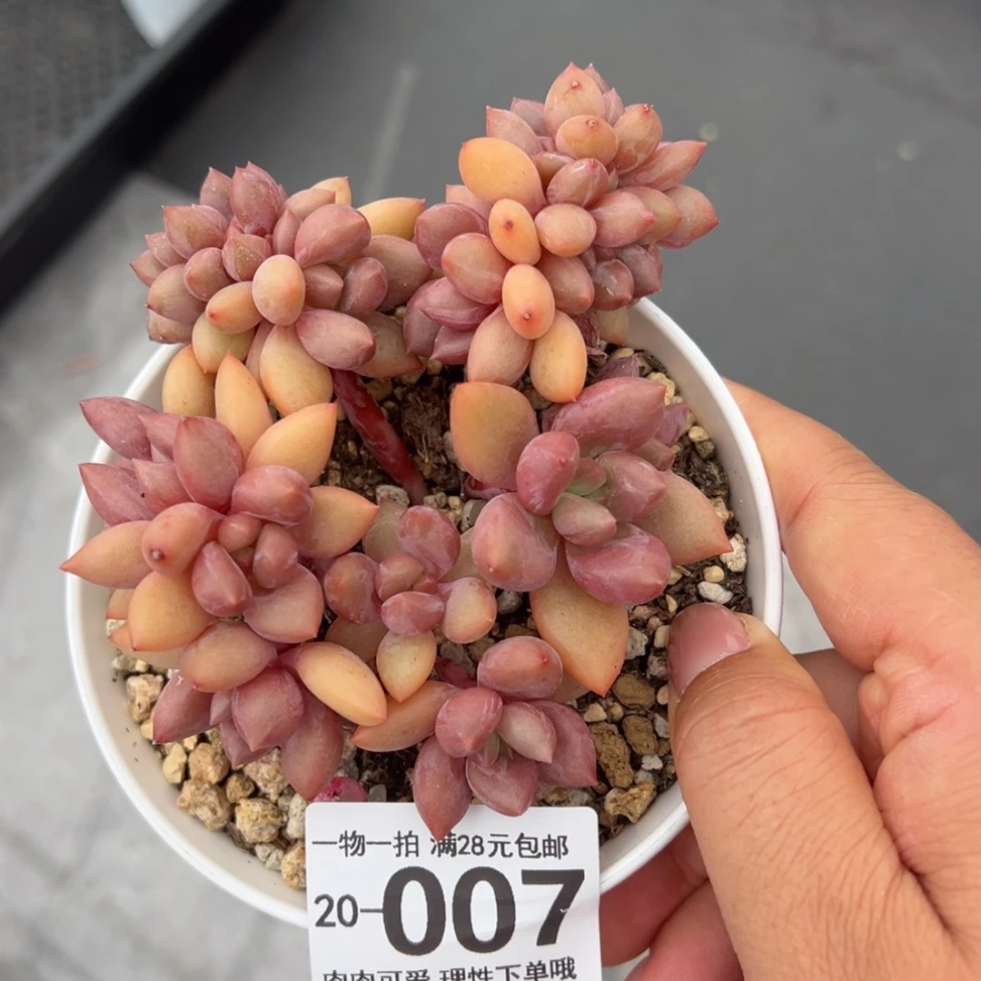 桃花源缀多肉多肉多肉多肉