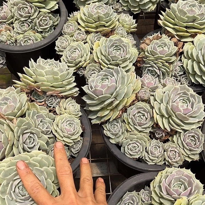 露那莲16.99多肉植物