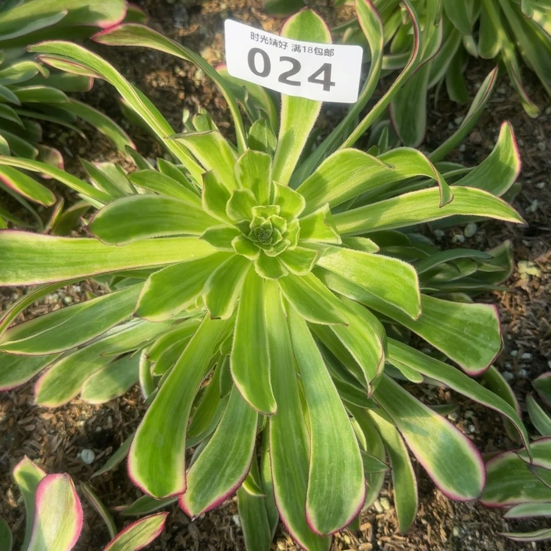 024天和。多肉植物