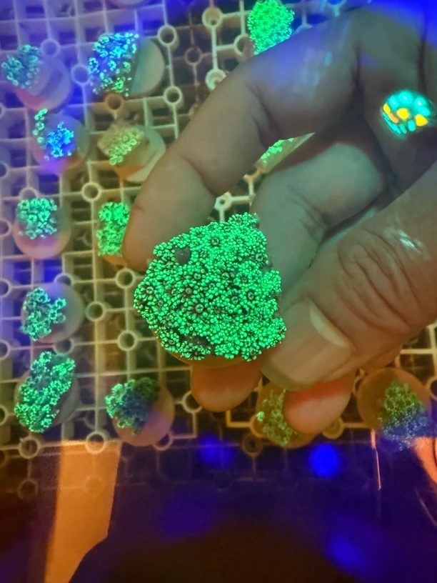 花花套餐顺丰包邮。