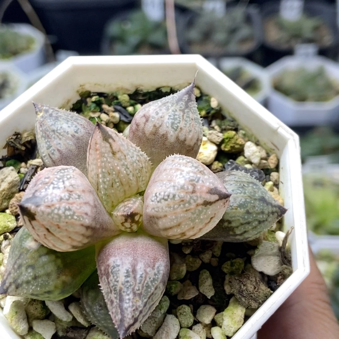 皇妃变一物一拍的