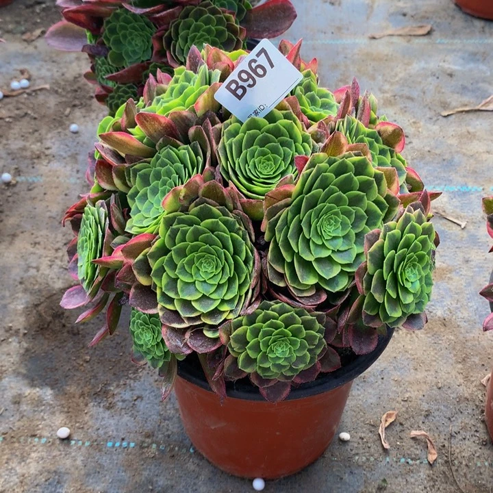 全部花朵思*人967嘉年华