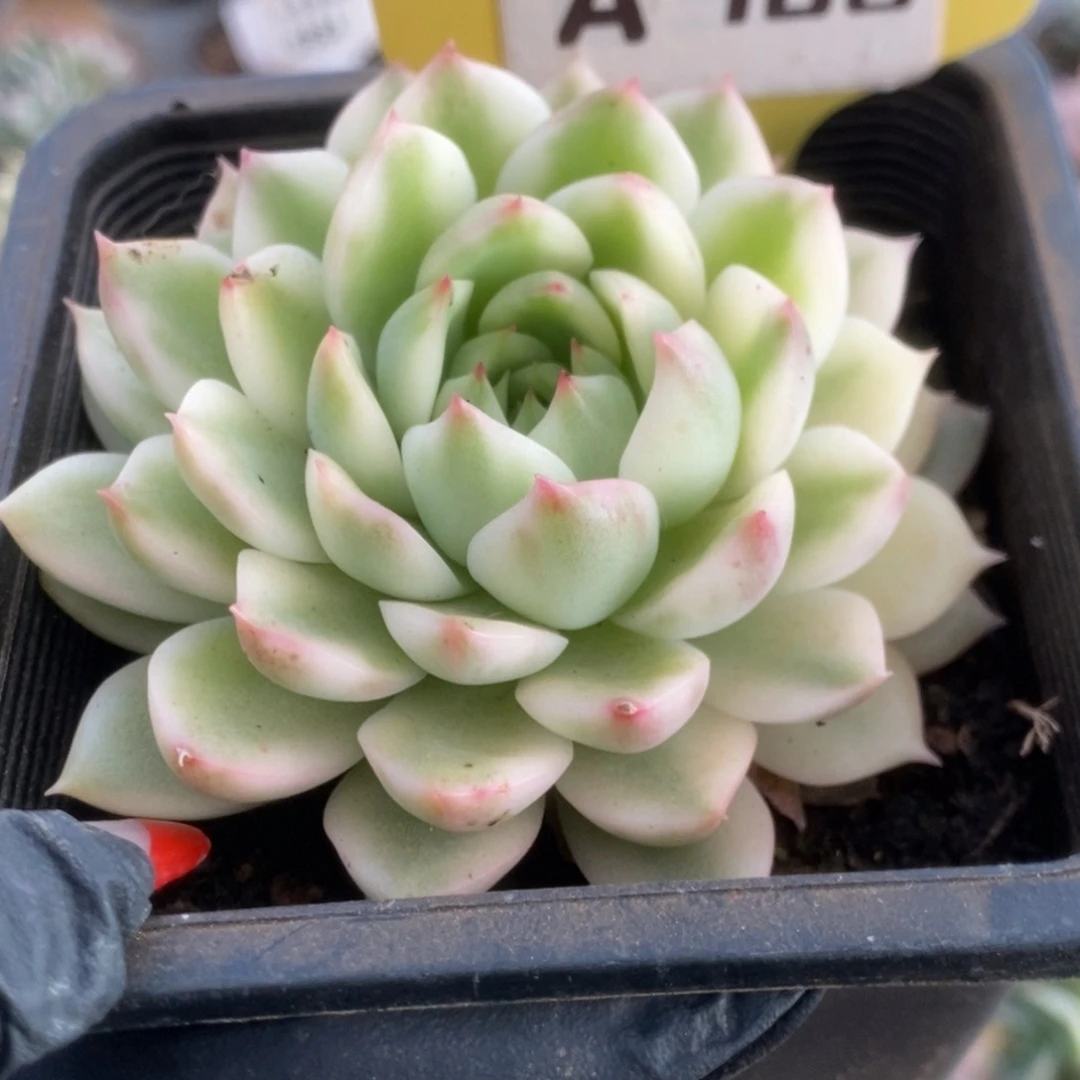 706长岛冰茶锦锦锦锦锦