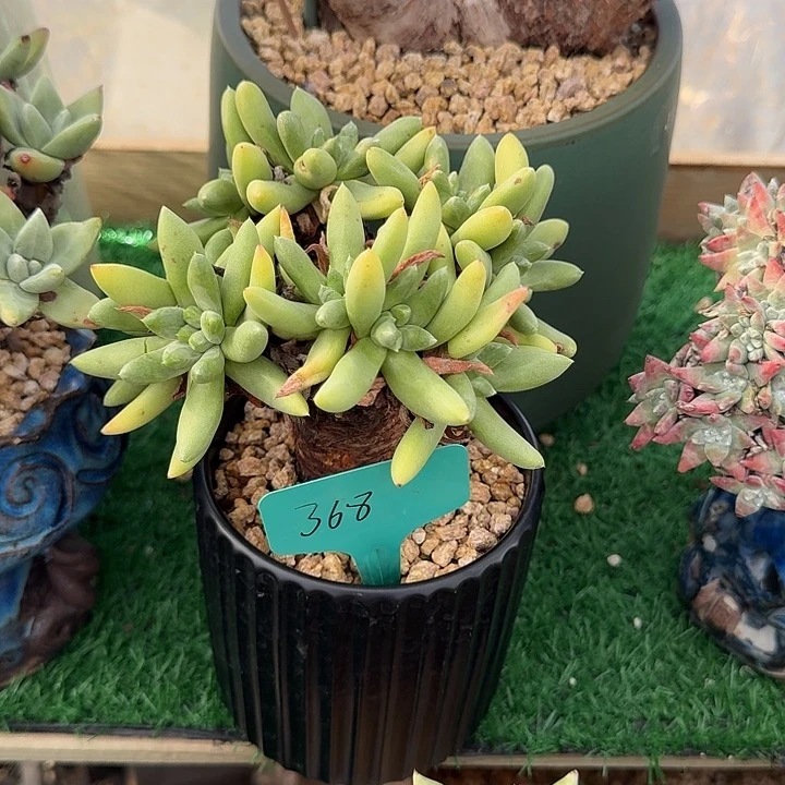 2***H绿拇指杂仙女杯老庄