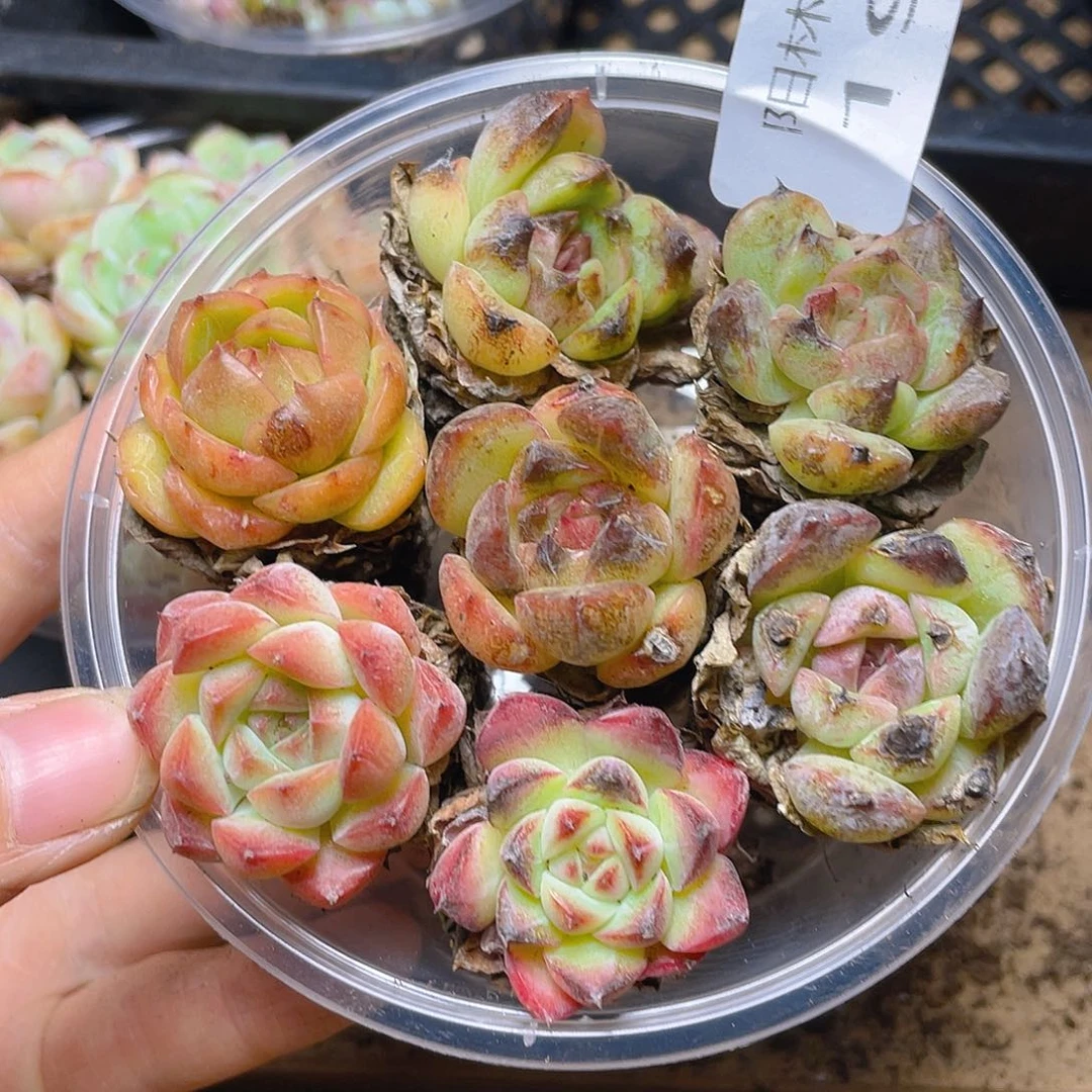 多肉植物多肉植物195