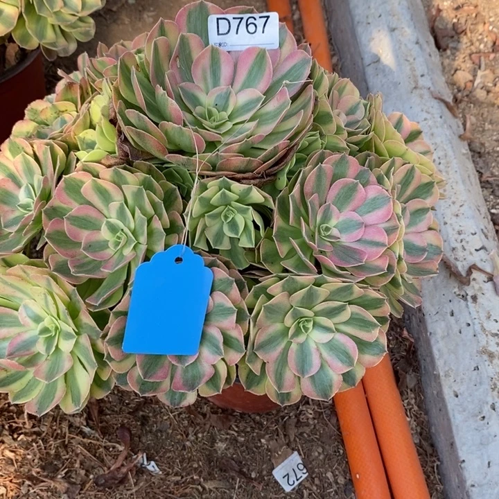 767青哥多肉植物大时