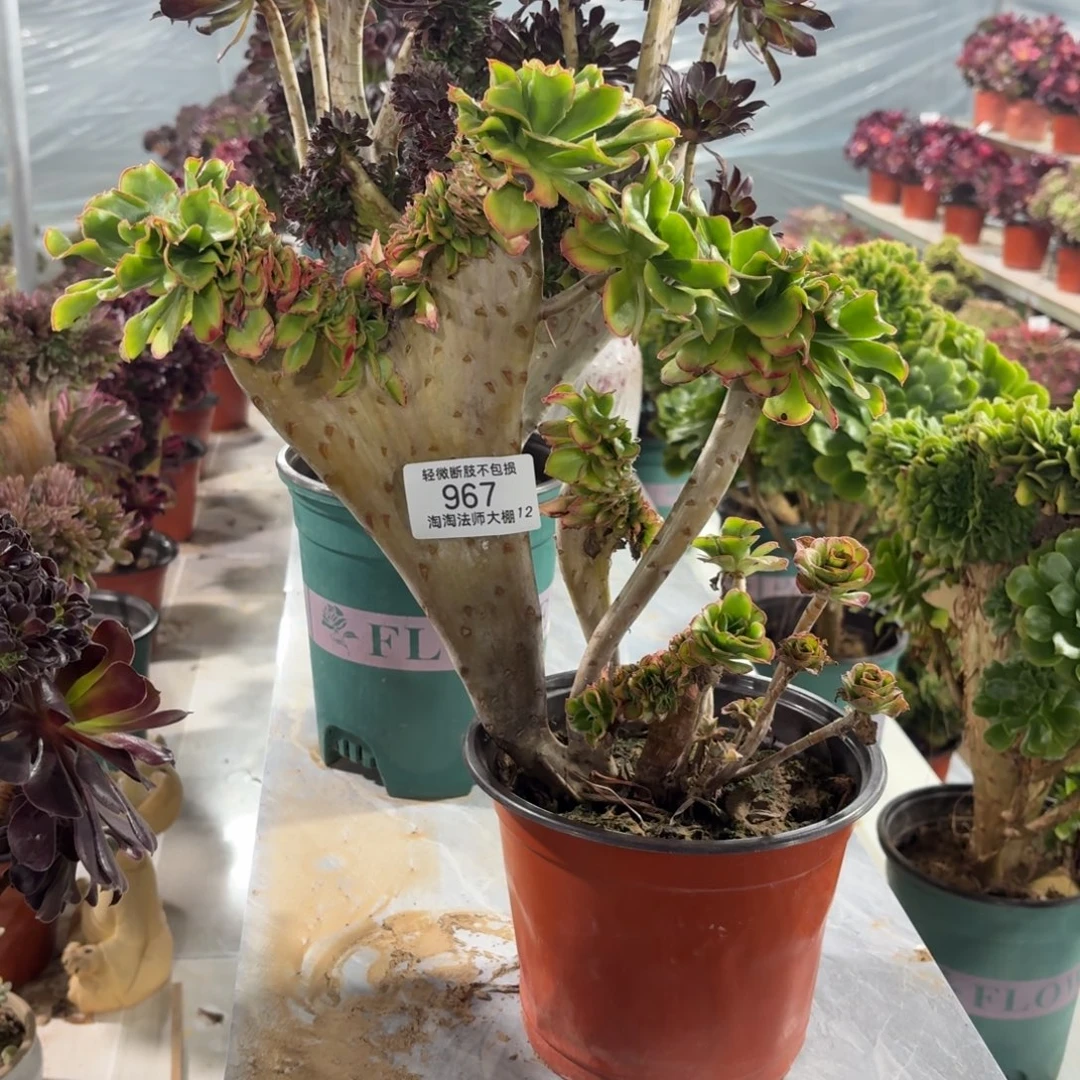 967君美丽缀化多肉植物