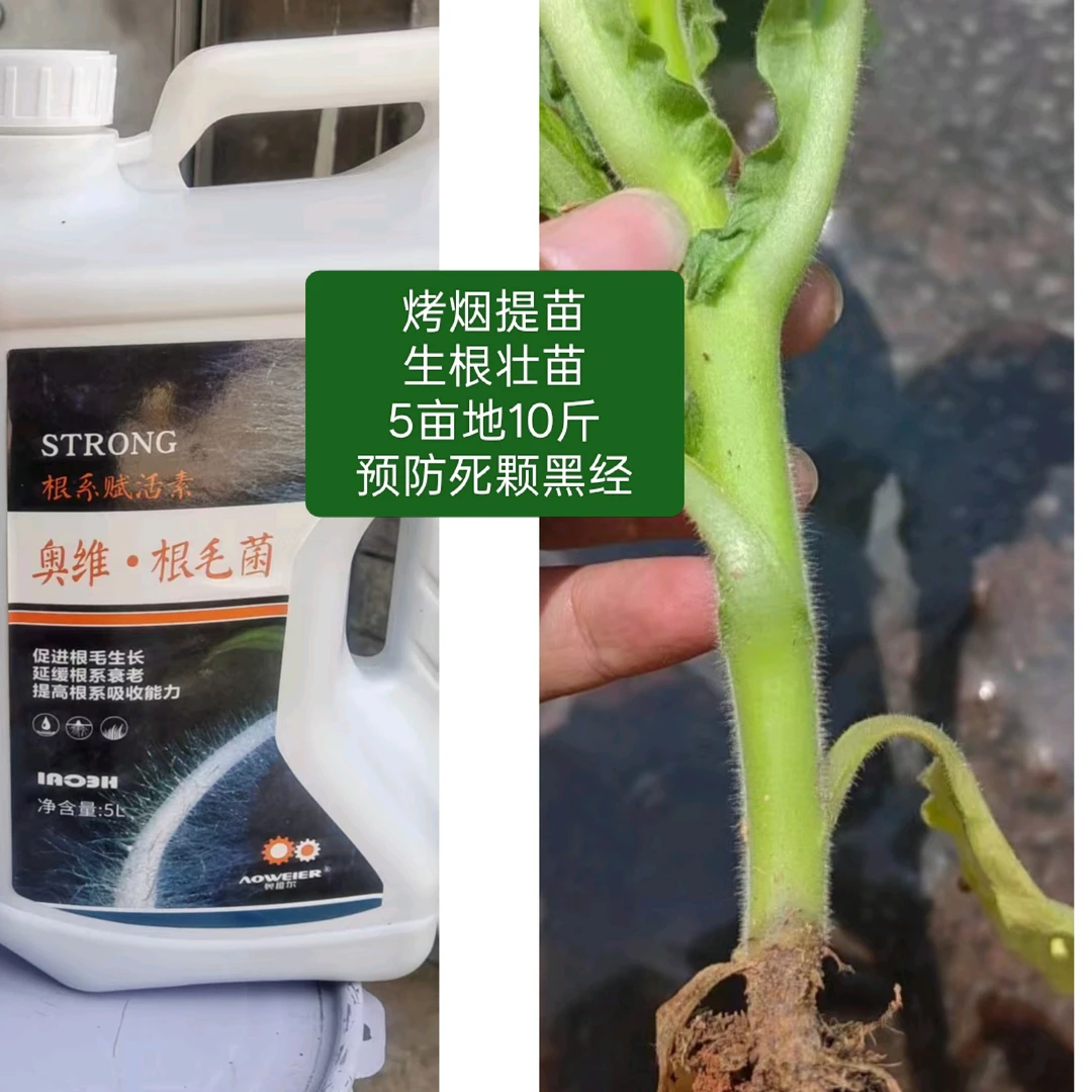 根毛菌/澡优根5㎏烤烟豆类通用爆根提苗