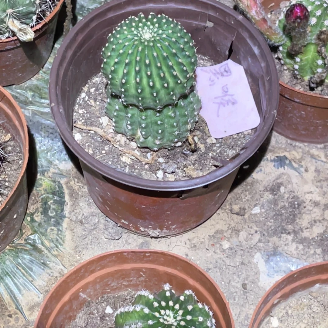 夯***大丽 黄花黑喉脱土脱盆摘花满20包邮