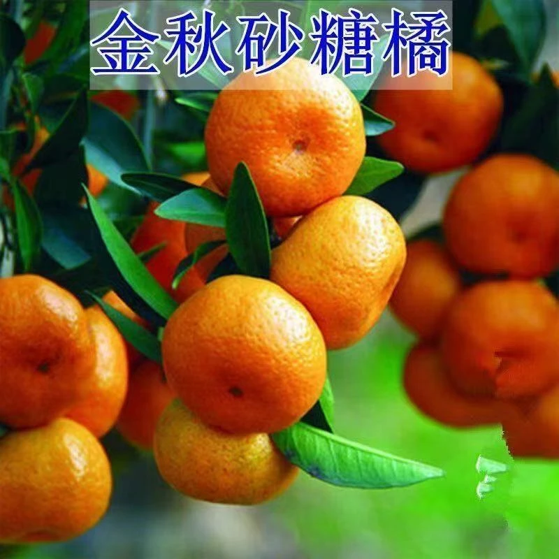 金秋砂糖橘子树苗嫁接早熟沙糖桔果树苗庭院种植盆地栽当年结果