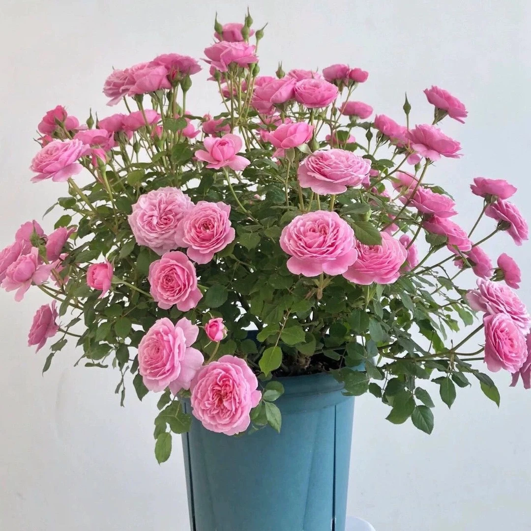 新品  铃之妖精 灌木月季花苗月季 多头多花微月开花盆栽地栽