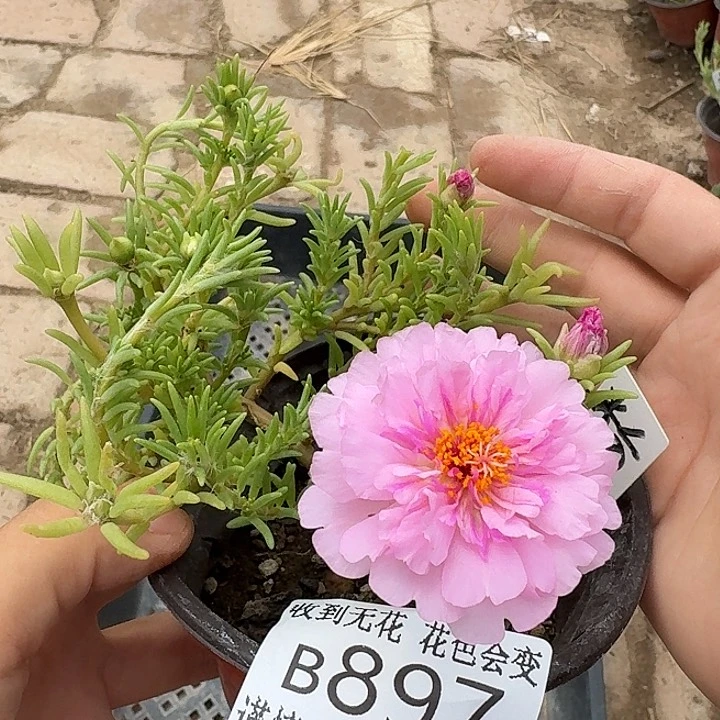 无花朵B897超小苗盆口10cm
