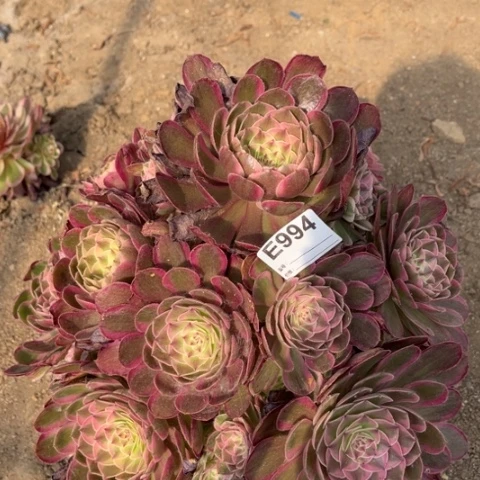 多肉植物桃花坞捧花