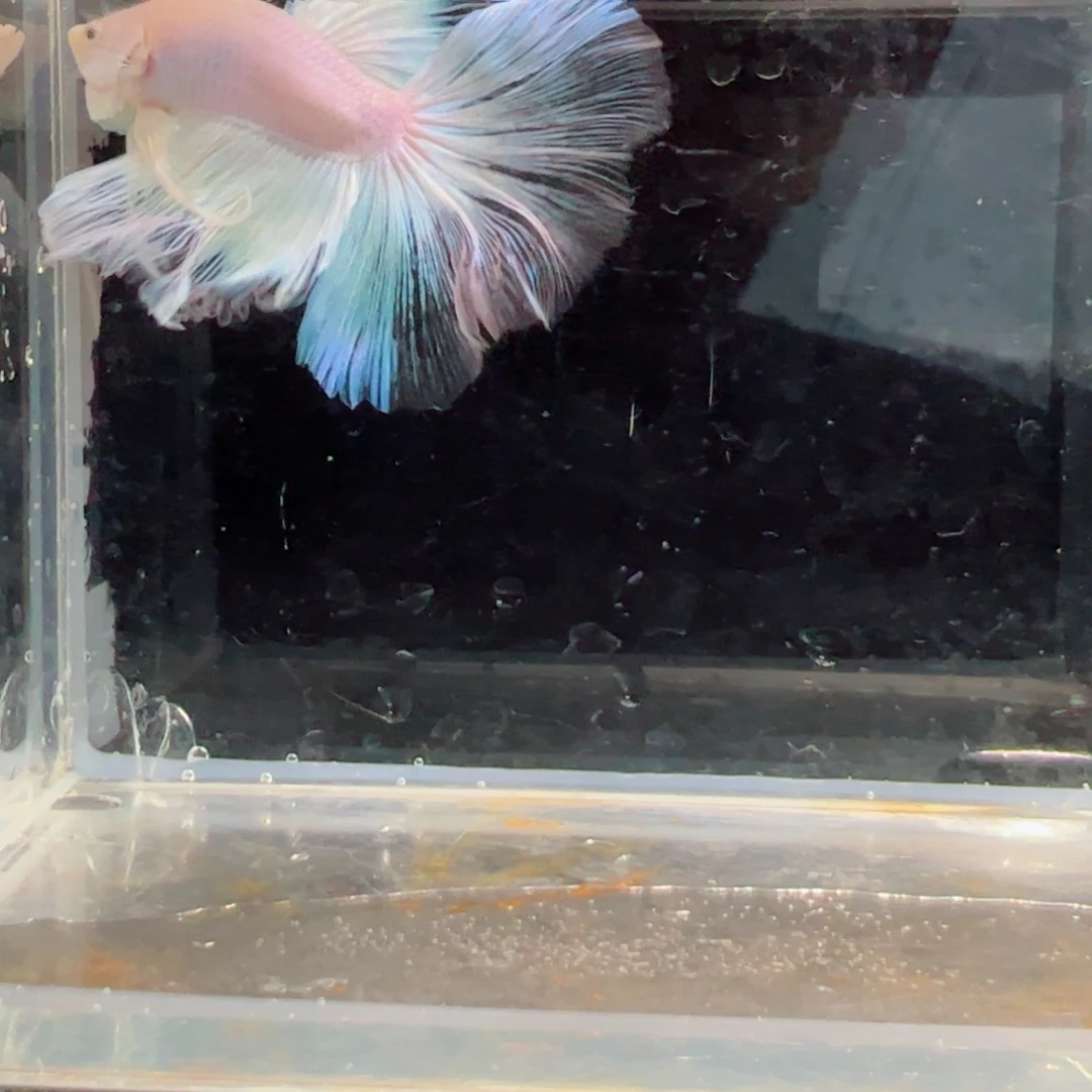 斗鱼浅色仙仙裙特殊尾