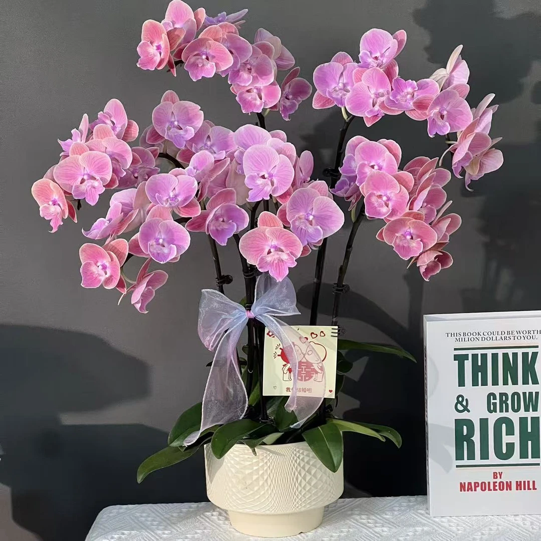 蝴蝶兰（唯美）欧品三文鱼色贵货好养耐开鲜花高端蝴蝶兰（全开放）