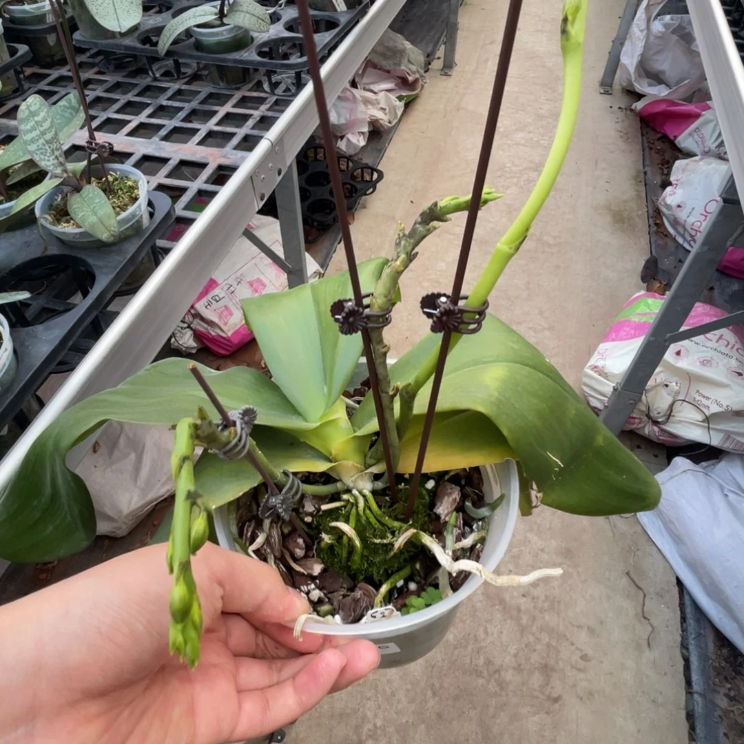 完全开放弥陀19-1186