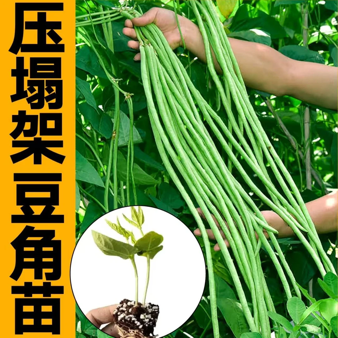 压塌架绿长豆角苗秧带土发货红绿豇豆种子摘不败高产蔬菜春秋盆栽