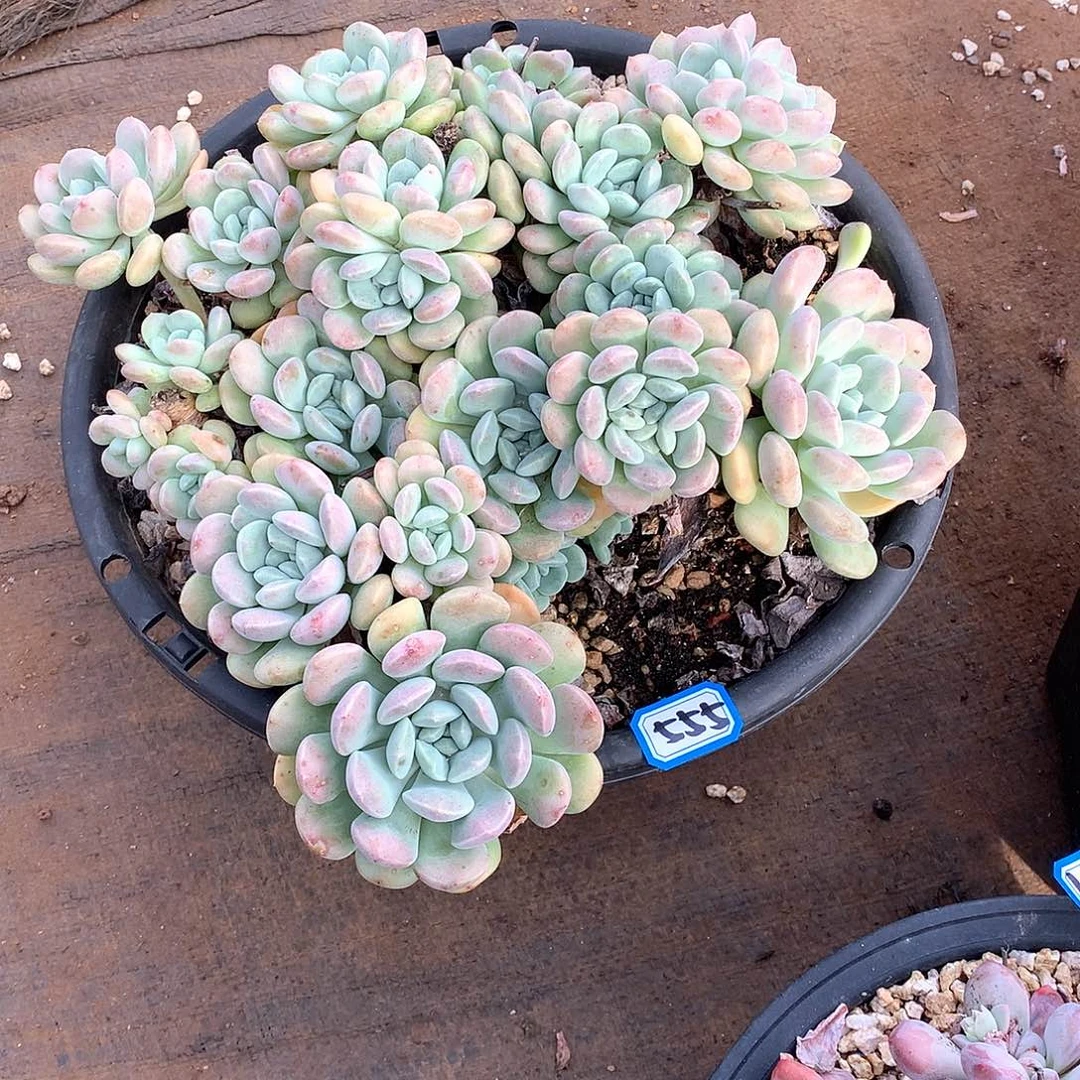 555鹅卵石 一物一拍多肉