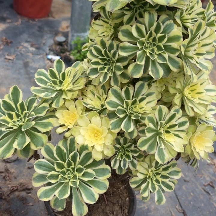 白兰地多肉法师不包损61