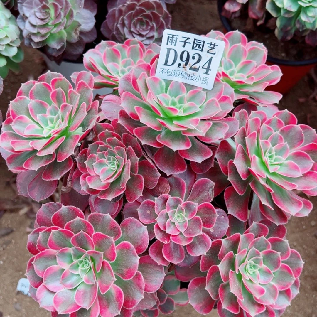 924荷兰玫瑰尺寸20左右