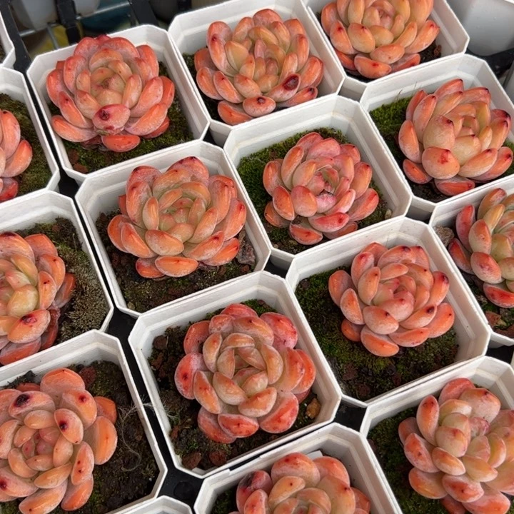 全明星 满30包邮发货