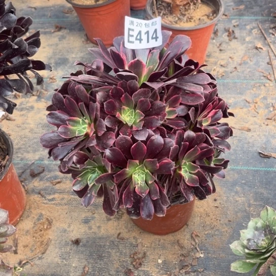 414金丝雀不包断枝