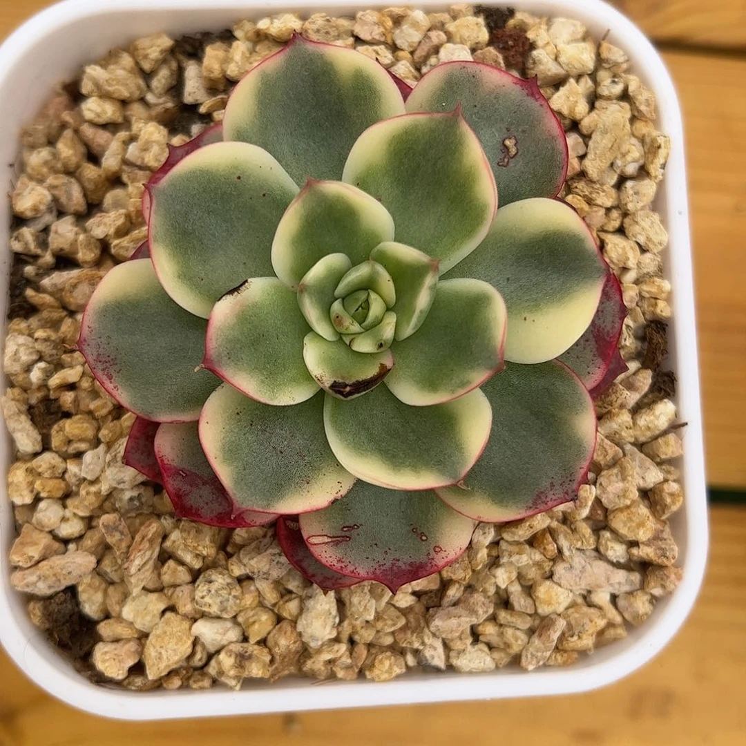 斗牛士锦婕宝一物一拍
