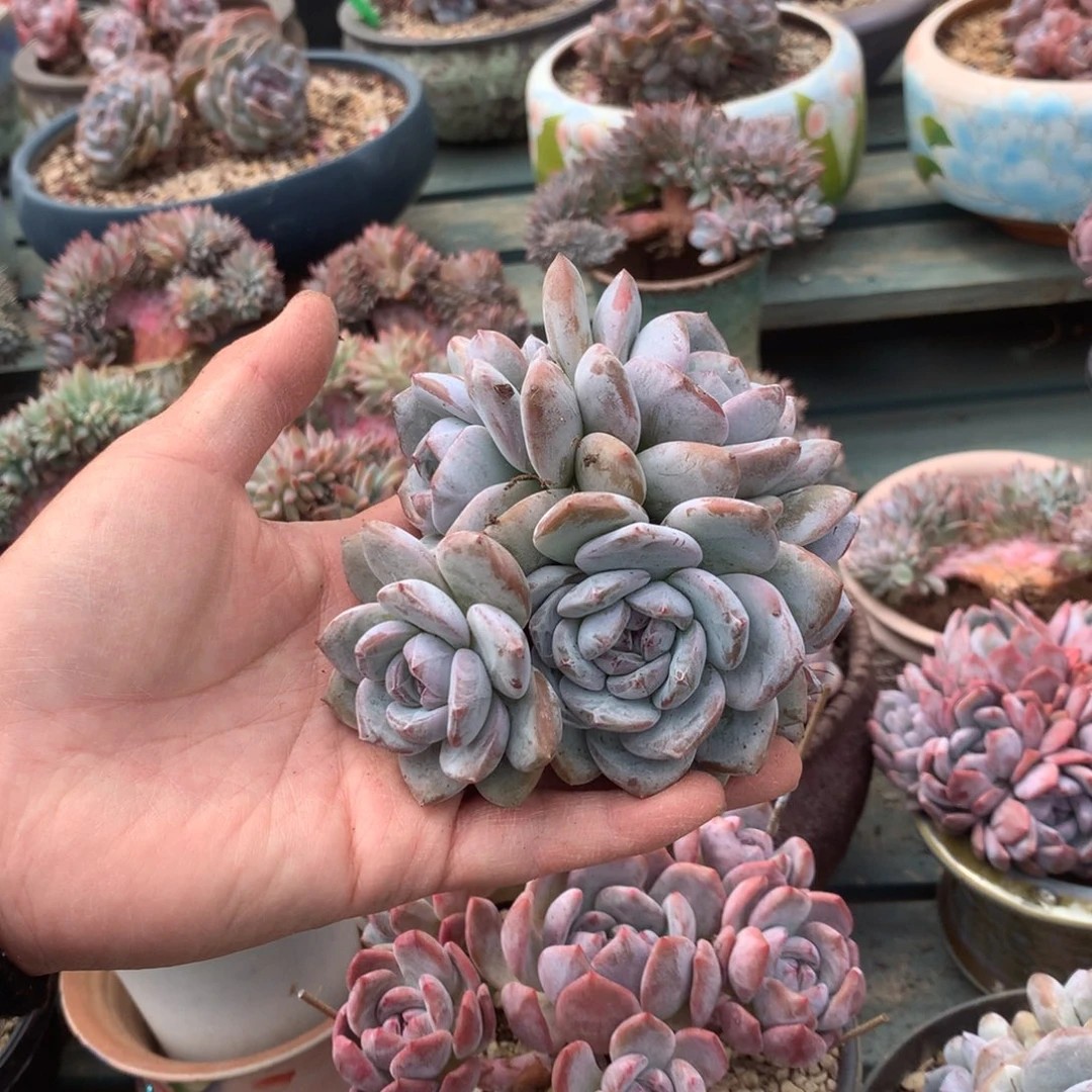 无花朵无砍花花花花花花花花2