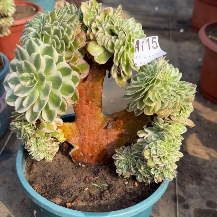 倾城法师锦缀化微瑕115