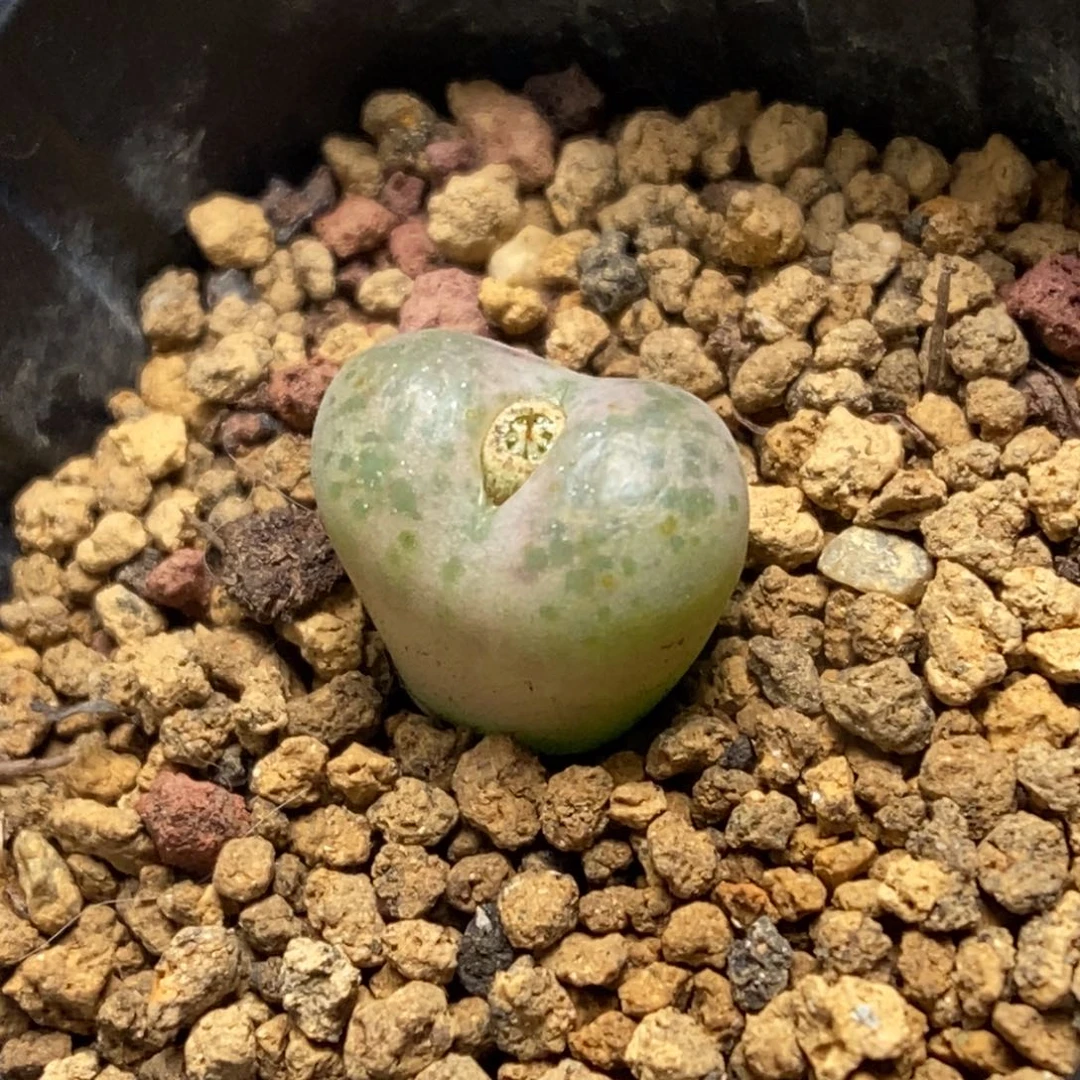 多肉植物肉锥杂交K-491 全锦 奶油粉 风铃杂