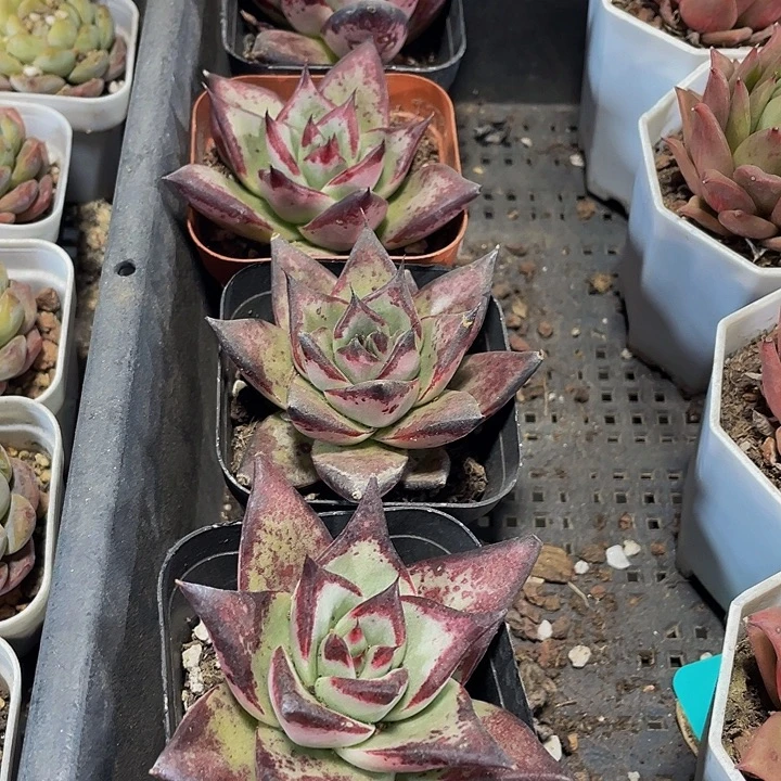 乌木2.8的I盆土发货