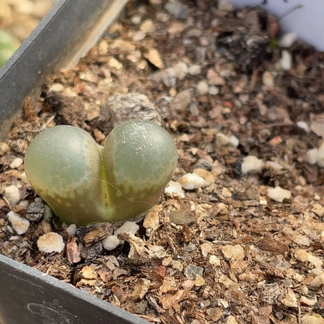 13-131肉锥多肉植物