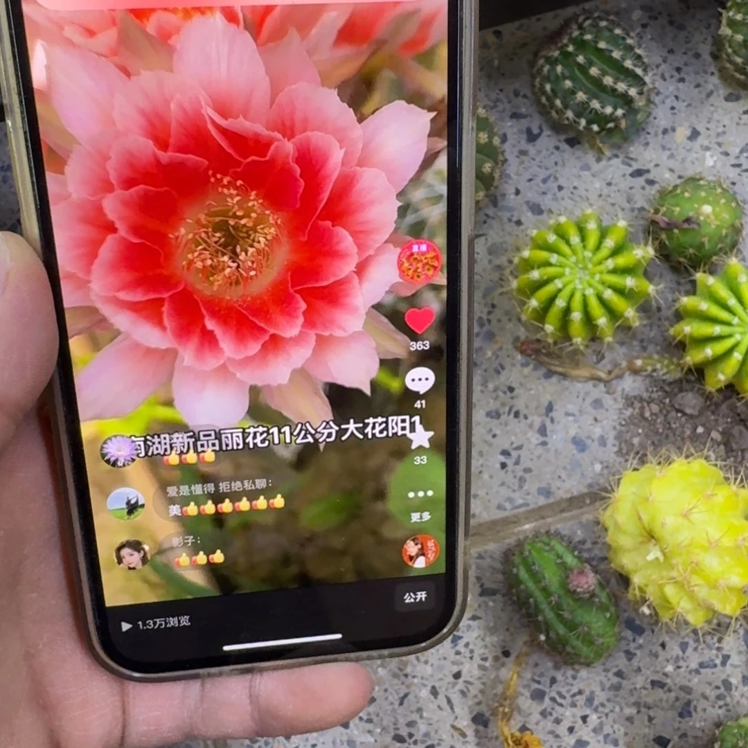 329丽花阳1歪无根侧牙3公分左右,20包邮